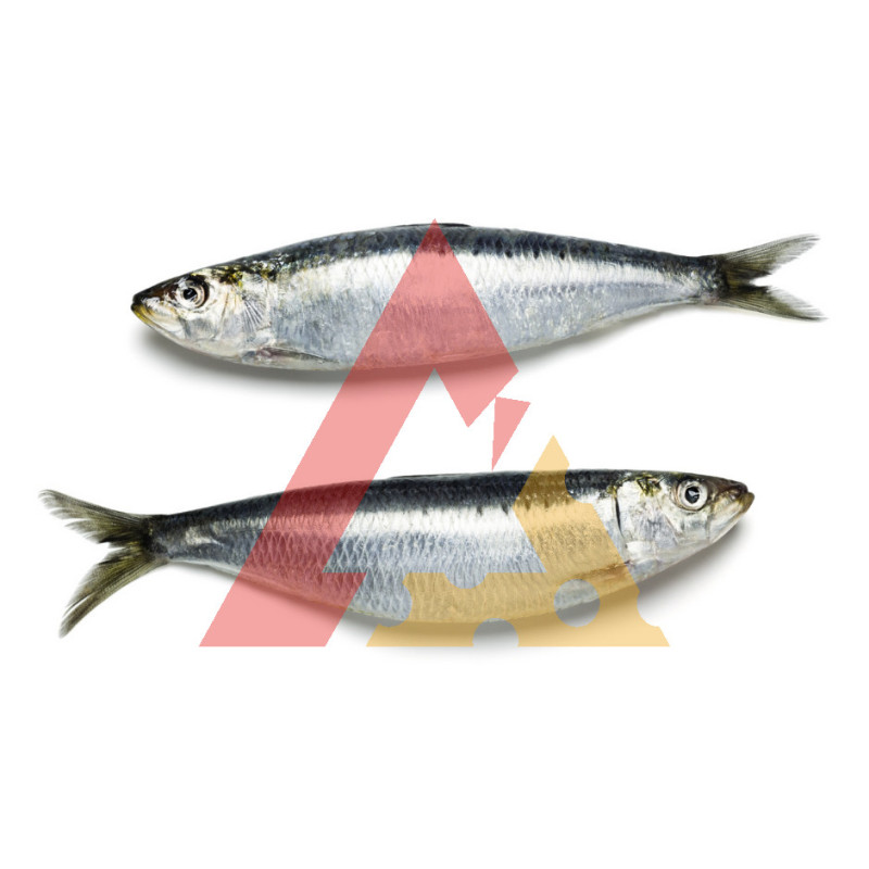 Sardinha Nacional 7Kg