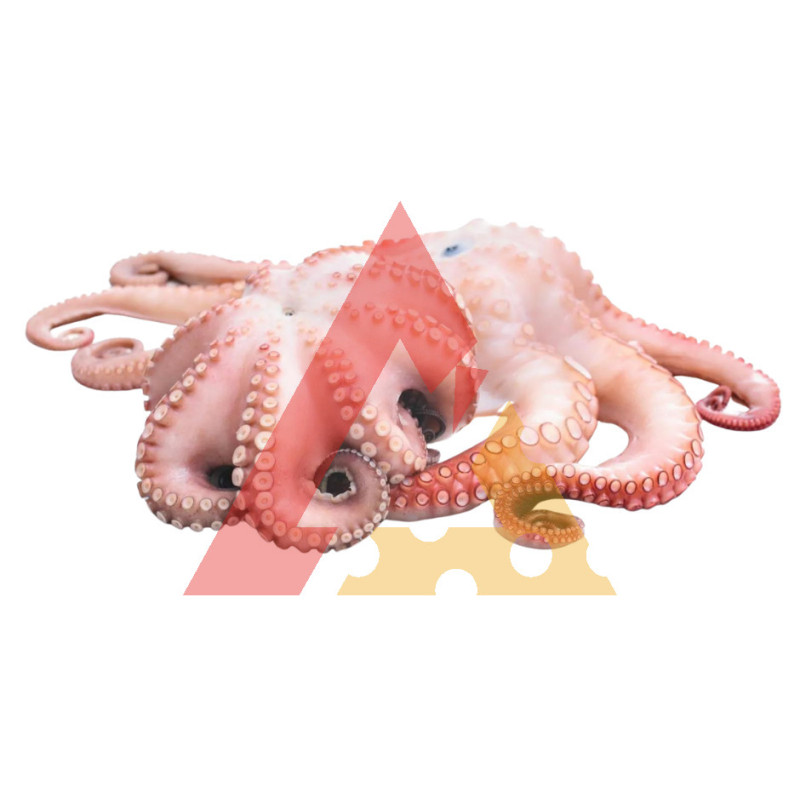 Polvo 2/3 Kg