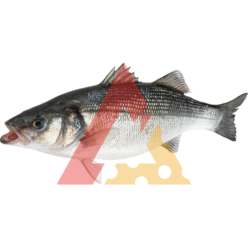 Robalo 300/400